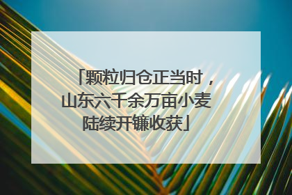 颗粒归仓正当时，山东六千余万亩小麦陆续开镰收获